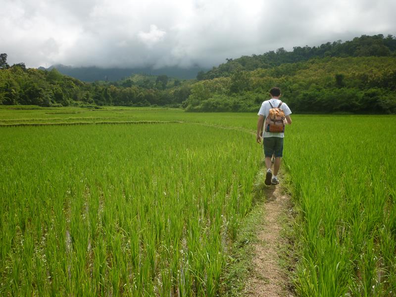 Paddy fields are just so green!