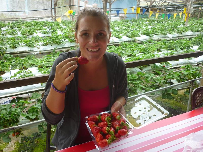 We stopped off at one of the many strawberry farms on the way back