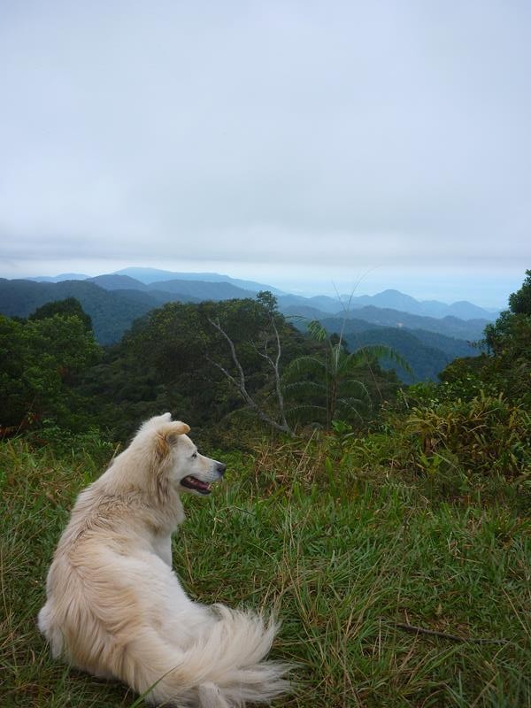 Happy patiently waiting for us at the top