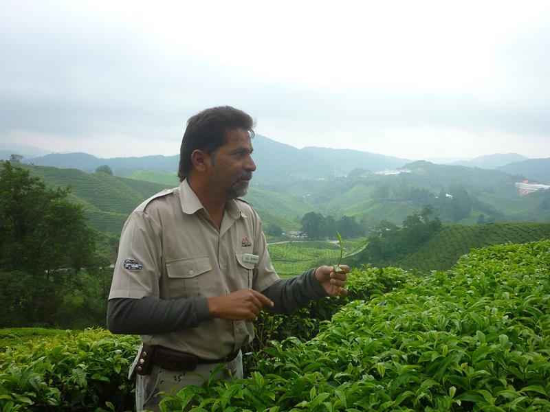 Our guide explains the tea-picking and making process