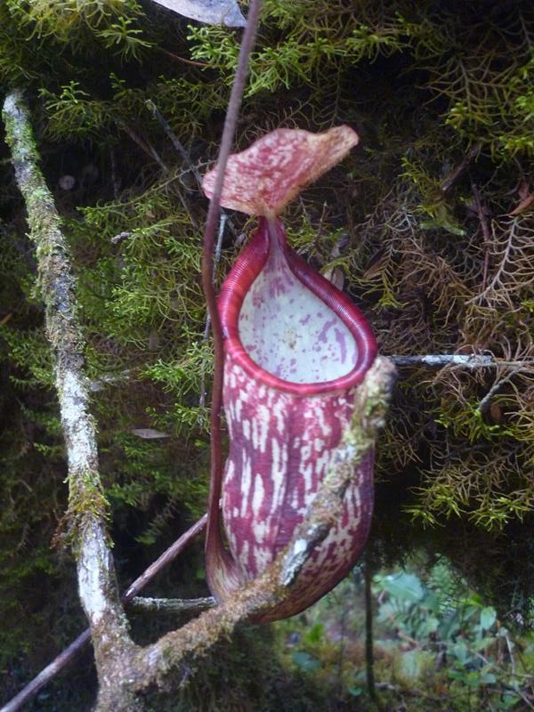 Pitcher plant