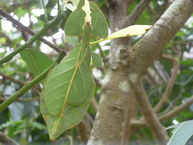 Leaf insect!