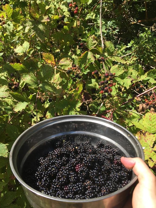 More blackberries than you can imagine!
