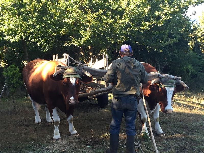 We used an oxen-drawn cart for hauling wood around the less accessible parts of the farm