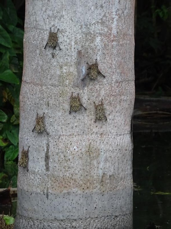 Bats