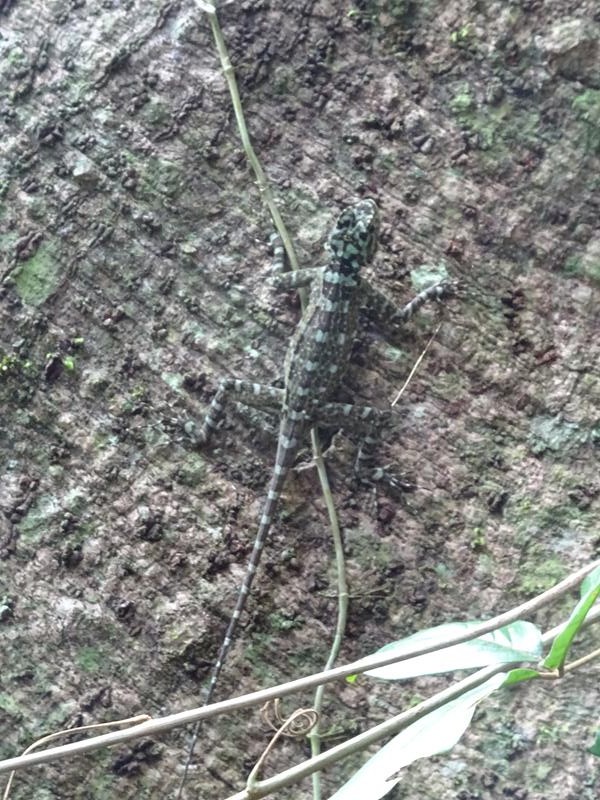 Spot the lizard