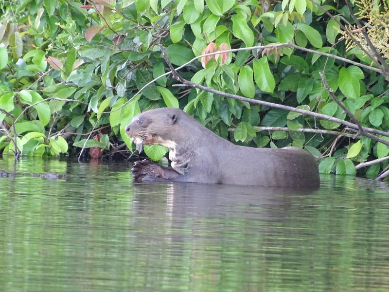 Finally - we spot the Giant River Otters