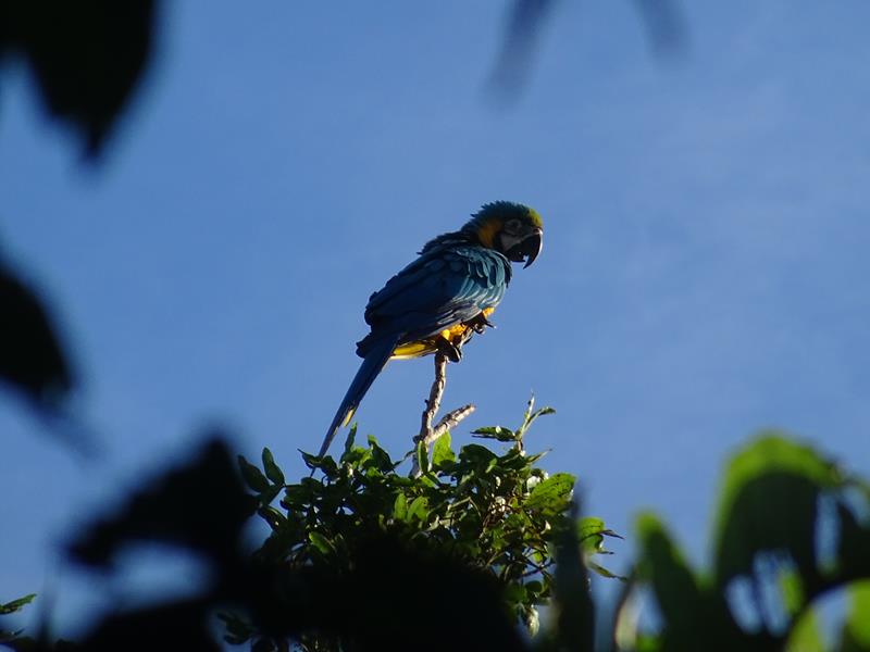 Macaw