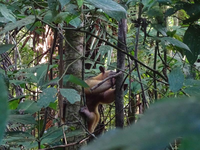 Our last sighting - a sloth!