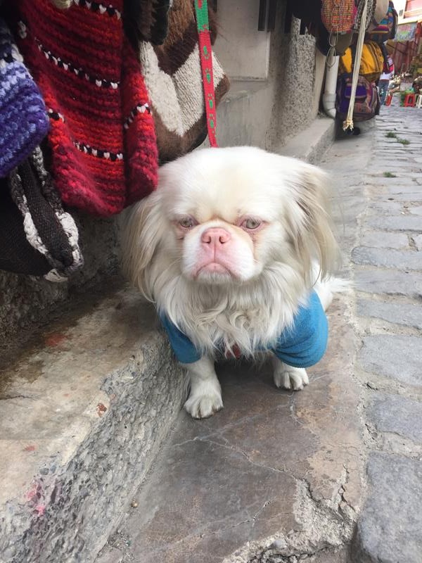 Coolest dog in town